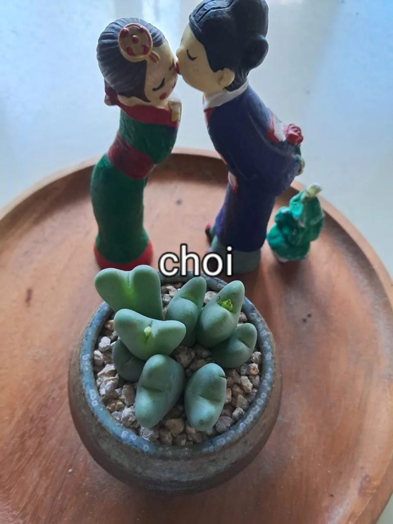다육이 축전 분갈이 가이드 ,뿌리 정리부터 첫 물주기