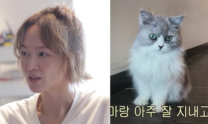 이혜정 반려묘 럭키 파양 의혹, 개냥 출연 뒤 10년째 악플, 잘못 인정한 이유는?