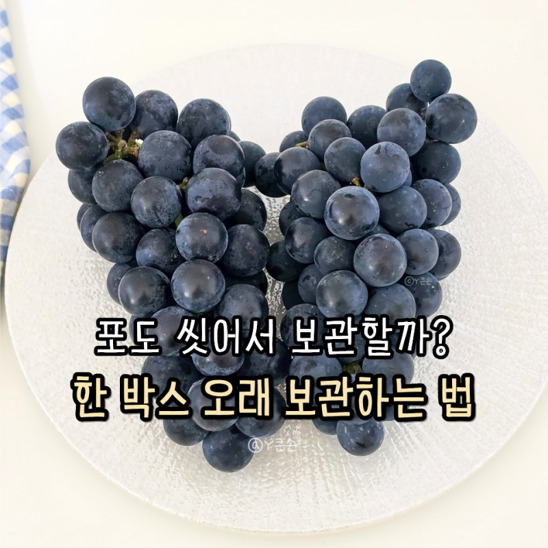 포도 보관법 씻는법 오래 두고 먹는 냉장 보관방법