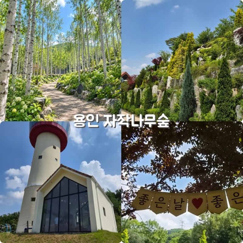 용인 자작나무숲, 경기도 가을 꽃축제