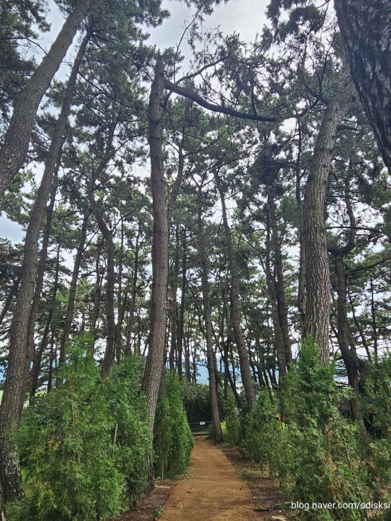 보령여행 2일차 2탄 | 죽도 상화원 입장료·주차 솔직후기