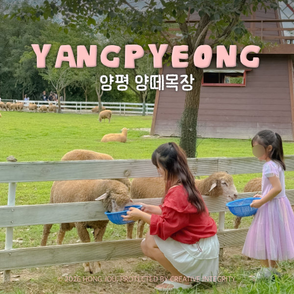 서울 근교 여행 양평 아이와 가볼만한곳 놀거리 양평양떼목장