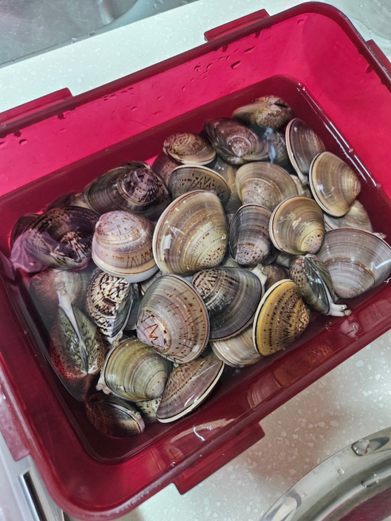 [영종도 갯벌체험] 마시안 갯벌체험장에서 백합, 맛조개 잡는 "정확한 위치" 영종도 해루질