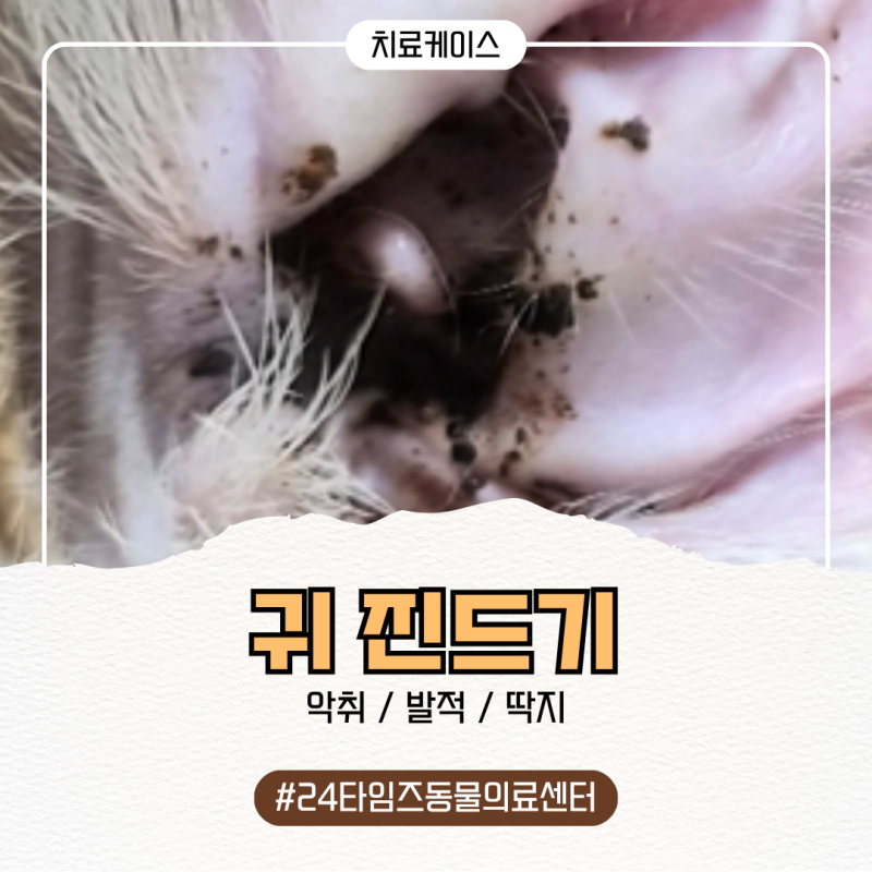 고양이 귀진드기 초기 원인 사람 전염