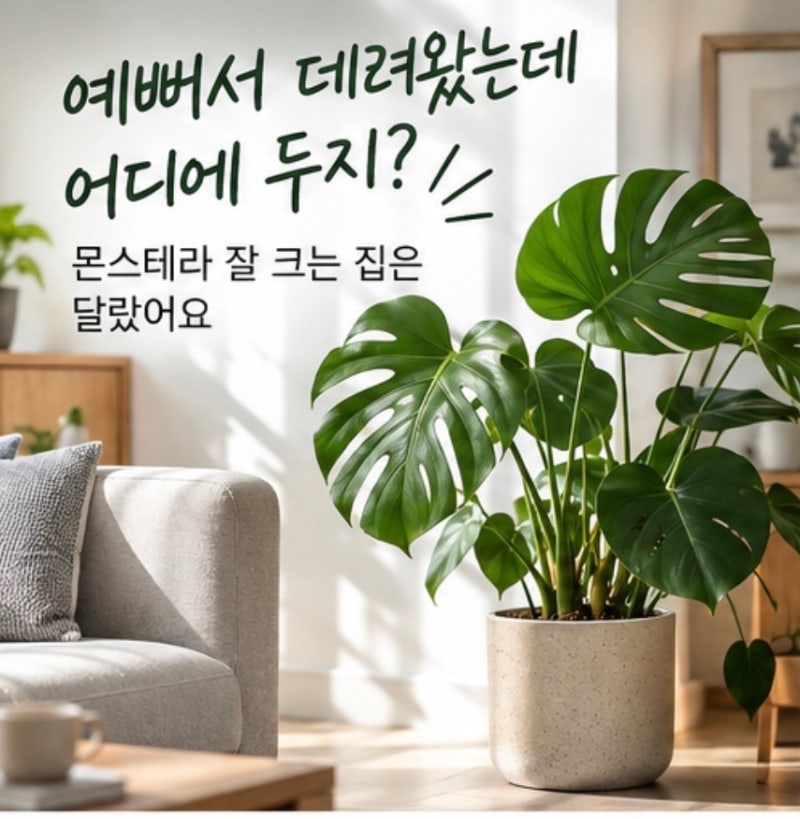 “예뻐서 데려왔는데 어디에 두지?” 몬스테라 잘 크는 집은 달랐어요