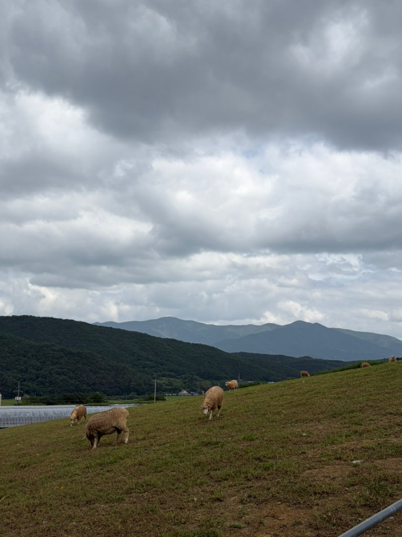 [울산] 하늘목장