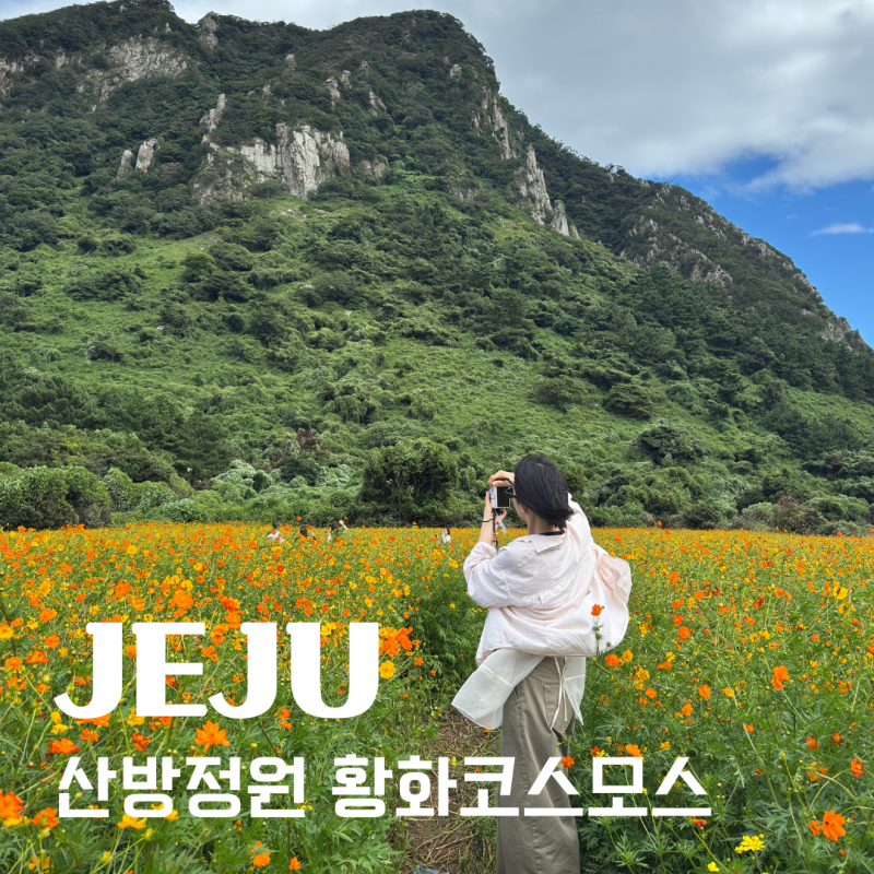 제주 서귀포 코스모스 명소, 제주 산방정원 황화코스모스 실시간 개화 후기