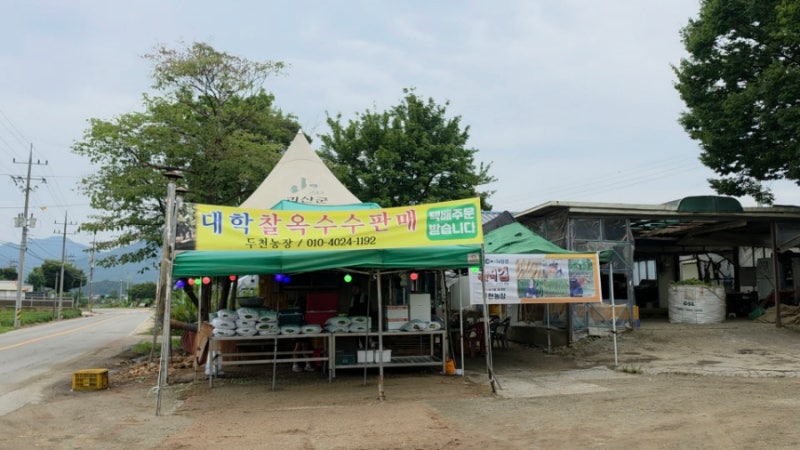 [괴산군 두천리] 두천농장 ; 대학찰옥수수 _ 냉동으로 사와서 냄비에 삶아먹기. 진짜 개존맛