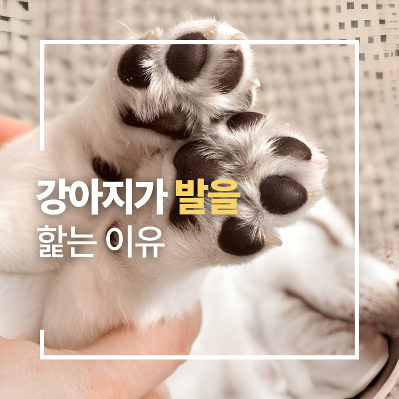 강아지가 발을 계속 핥는 이유 신체적 원인과 심리적 원인별로