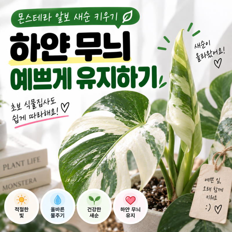 '몬스테라 알보' 새순 새 잎이 안 펼쳐질 때 문제는 이것!