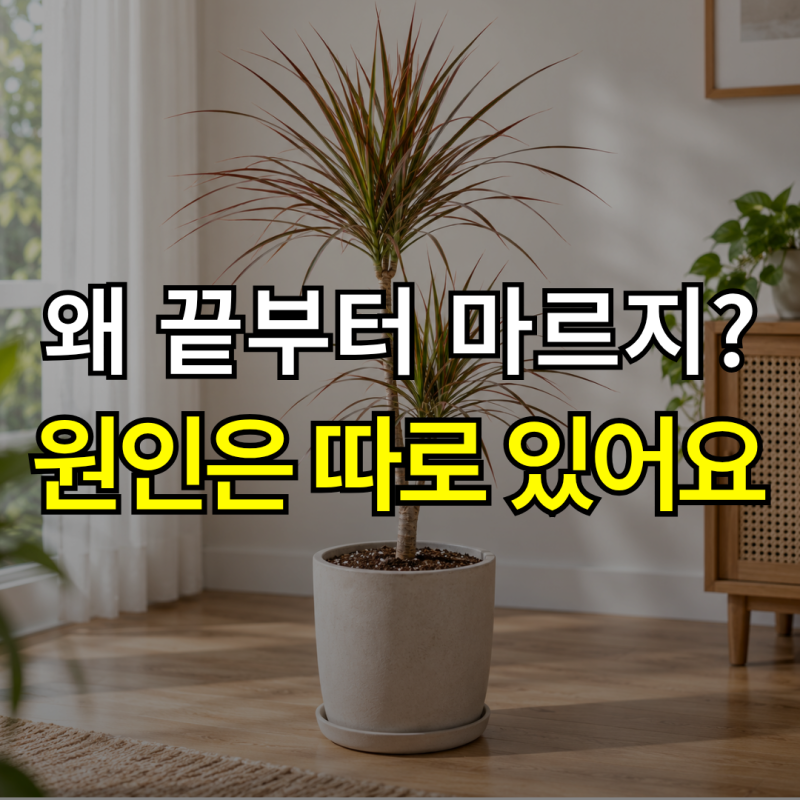 “잎 끝이 자꾸 마른다면?” 드라세나 마지나타 키우기, 물주기와 분갈이