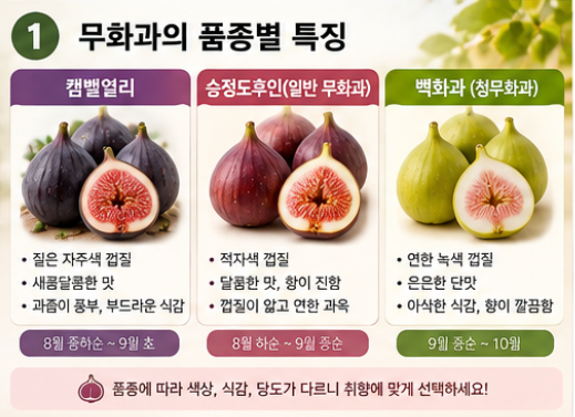 무화과 제철은 언제?｜영암 무화과가 유명한 이유와 물러짐 없는 완벽 세척·보관법