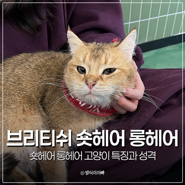 브리티쉬 숏헤어 롱헤어 고양이 특징과 성격