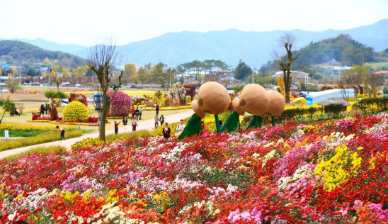 9월,화순 고인돌 가을꽃 축제 (전라도)