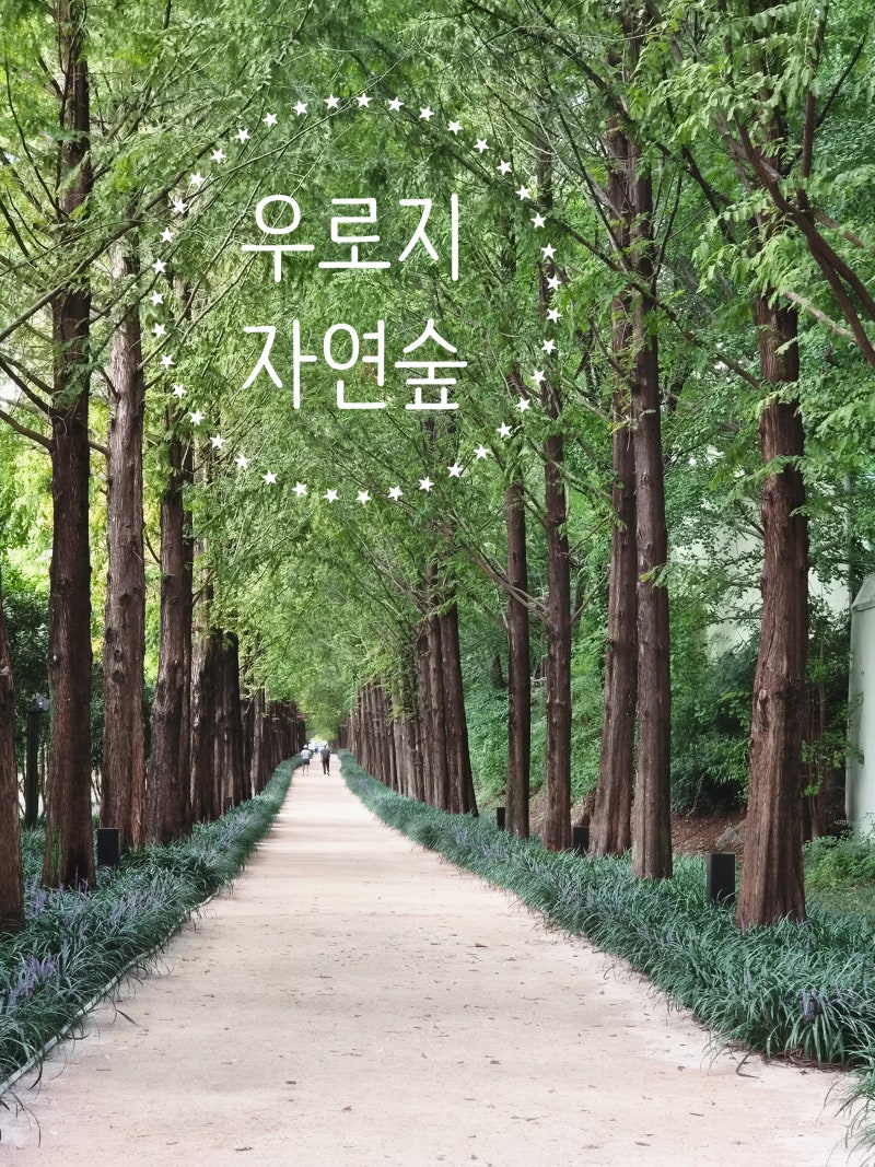 영천 운주산승마자연휴양림 근처 가볼 만한 곳｜우로지 자연숲·은해사