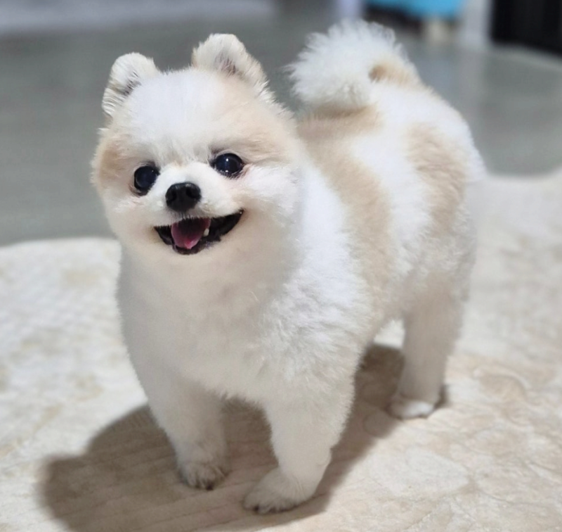 강아지 감기 증상, 재채기 콧물 기침이 시작됐다면 확인할 것