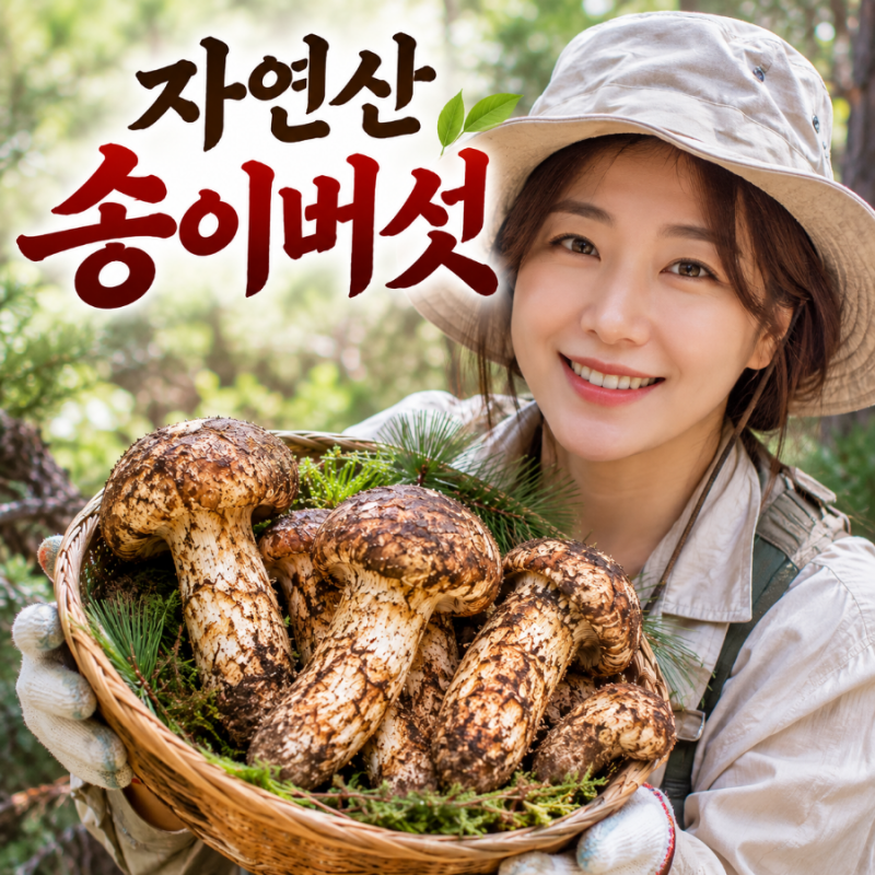 송이시세 총정리｜자연산 송이버섯 1kg 가격과 등급별 특징