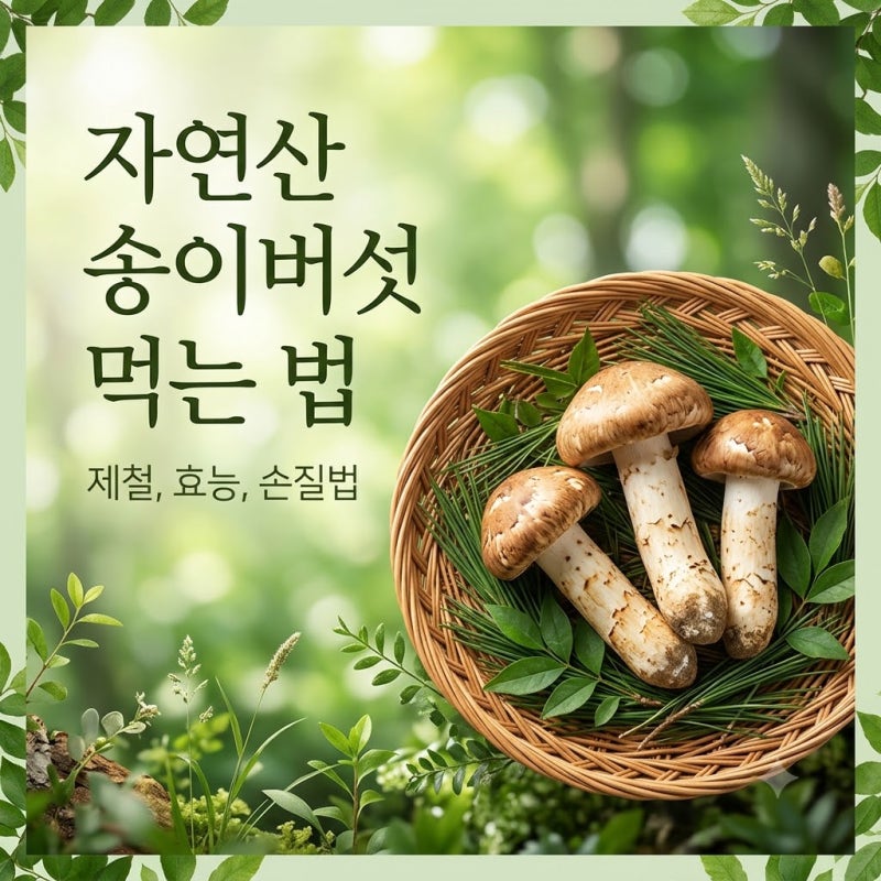자연산 송이버섯 먹는 법 제철 효능 손질법 주의사항