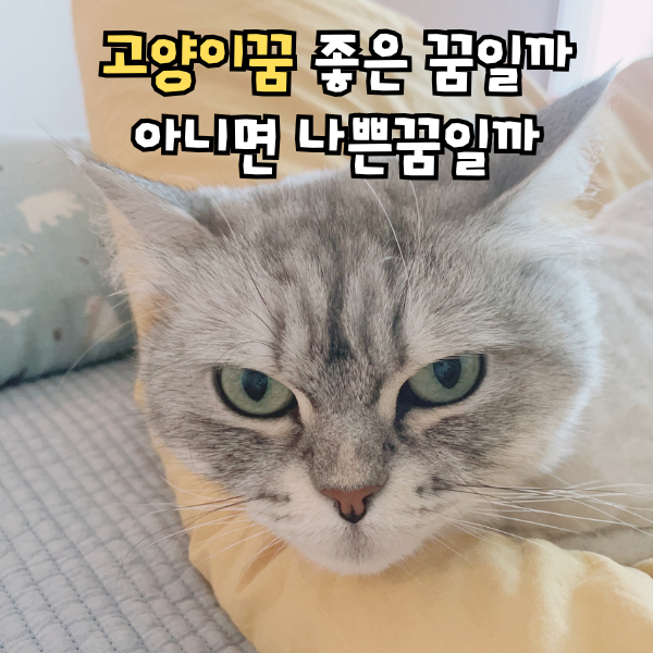 고양이꿈 꾸고 찝찝했다면 상황별 해몽 확인하세요