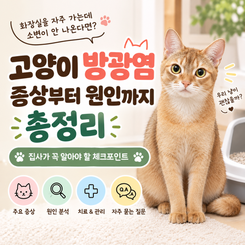 고양이 방광염 증상 및 원인 총정리