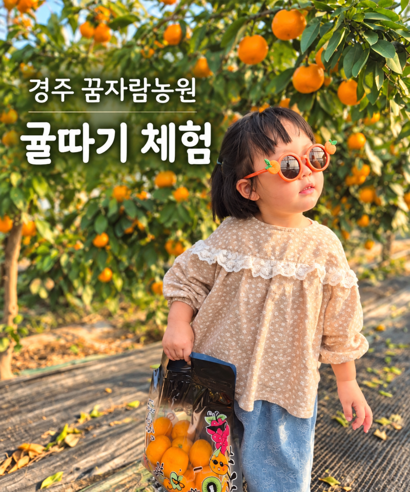 경주 꿈자람농원 아이랑｜4세·6세 귤따기 체험부터 베이킹·미술·놀이까지