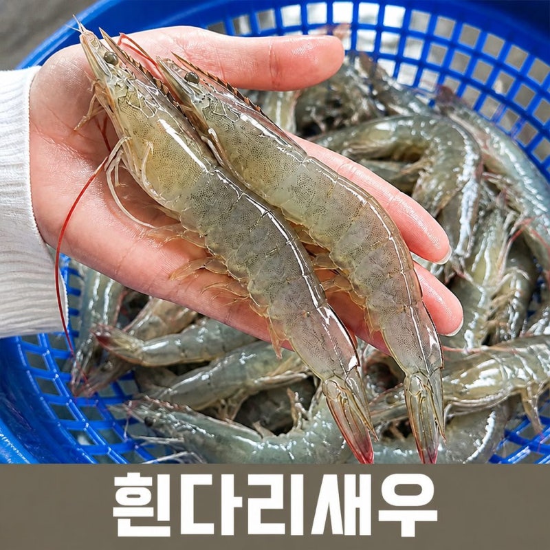 국산 흰다리새우 1kg 제철 왕새우 활새우 회 손질