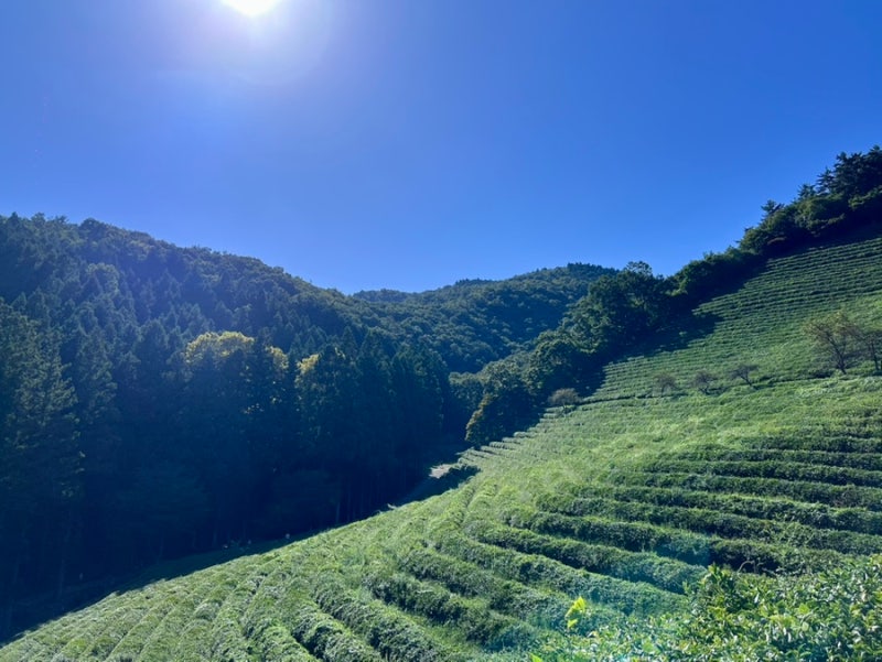 [보성 녹차밭] 대한다원 보성 녹차밭 주차, 코스, 입장료, 애견동반 불가 정보
