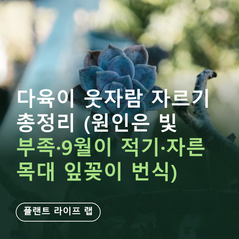 다육이 웃자람 자르기 총정리 (원인은 빛 부족·9월이 적기·자른 목대 잎꽂이 번식)