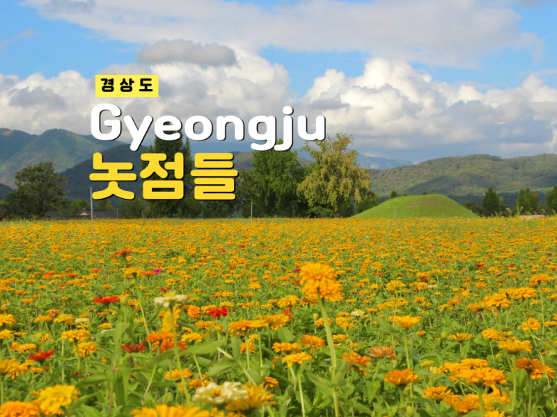 경주 놋점들 숭문대 숨겨진 백일홍 만개 꽃구경 명소 9월 가볼만한곳 주차