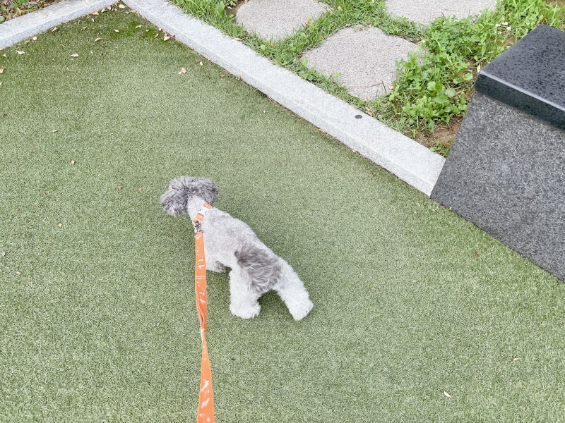강아지 목걸이 목줄 초크체인 괜찮을까?