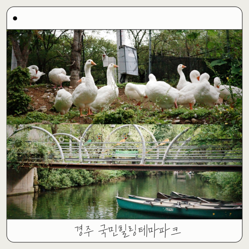 경주 국민힐링파크 거위 카누체험 | 아이와 다녀온 솔직 후기