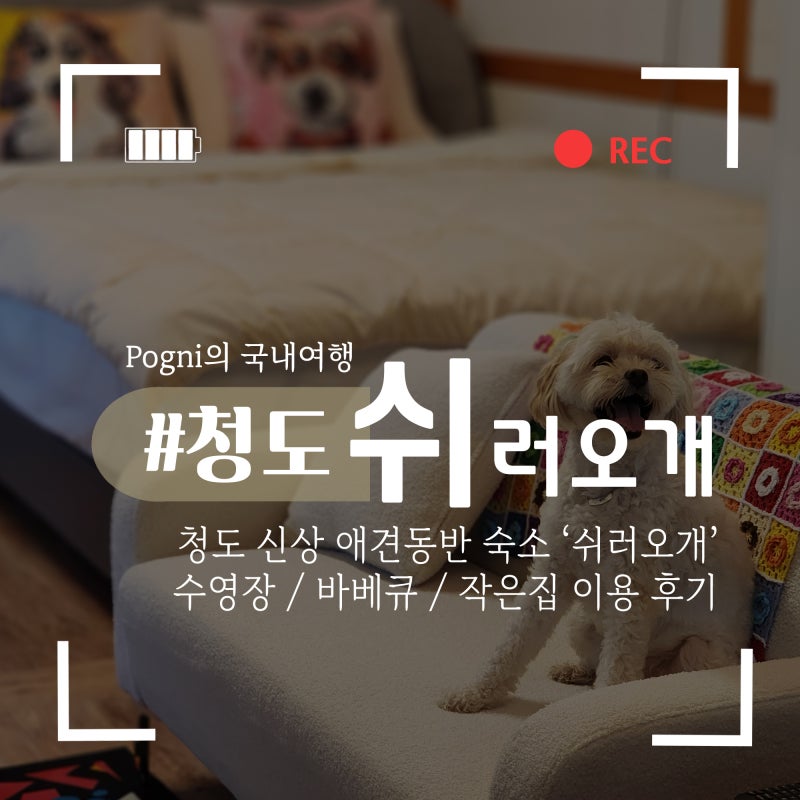 청도 애견동반 펜션 추천 쉬러오개 │물놀이 가능 청도 여행 강아지 동반 숙소, 바베큐까지 ....
