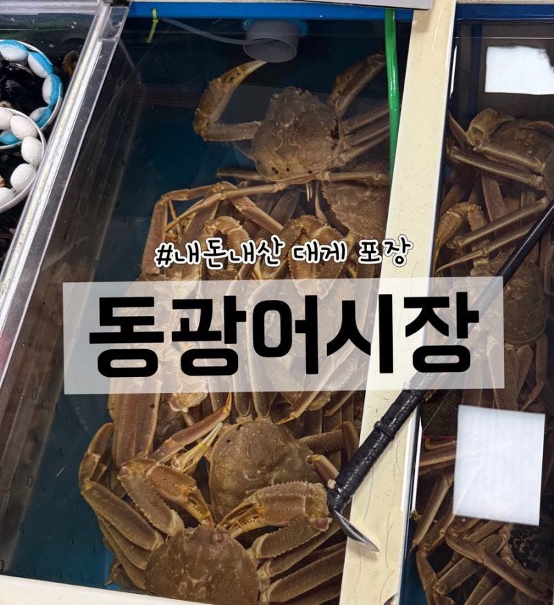 영덕 강구항 동광어시장 내돈내산 대게포장 무진장회대게
