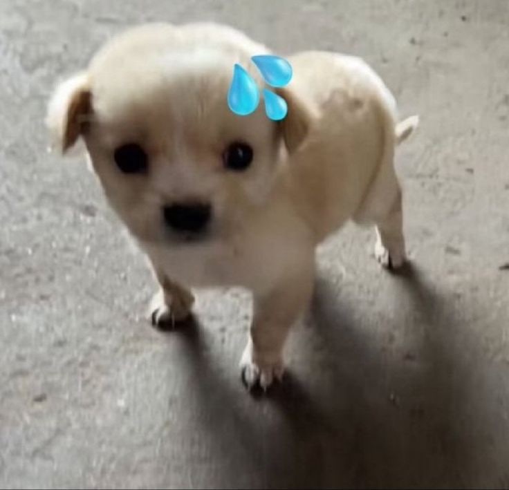 가노사망년 실제로 사망하다