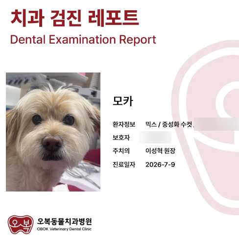 강아지 마취 스케일링 후기｜직접 지켜본 치료 과정과 회복