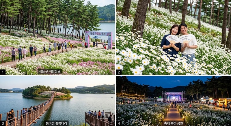솔숲의 순백과 내장산의 가을, 정읍 구절초 축제 1박 2일 완벽 여행 코스