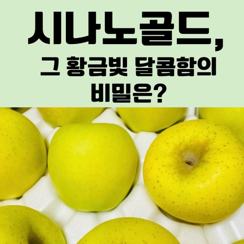 시나노골드, 그 황금빛 달콤함의 비밀은? 수확시기부터 보관법까지