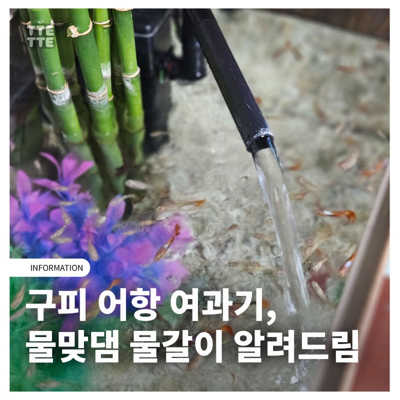 구피 키우기 어항 세팅: 구피 여과기 선택법과 물맞댐·물갈이 주기