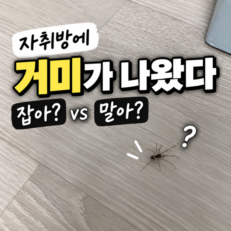 집에 거미가 나오는 이유, 집거미 잡아야 할까 그냥 둬야 할까?