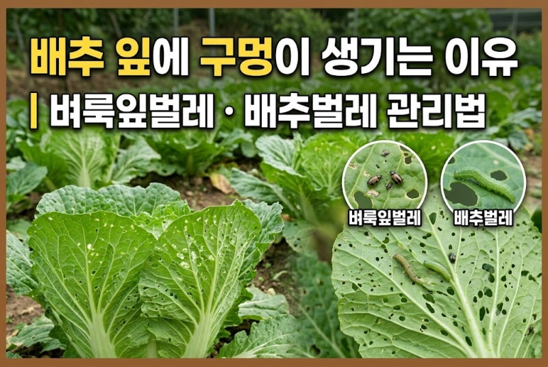 배추 잎에 구멍이 생기는 이유｜벼룩잎벌레 배추벌레 관리법