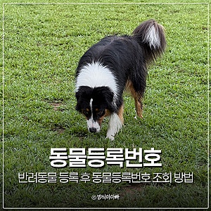 반려동물 등록 후 동물등록번호 조회 방법