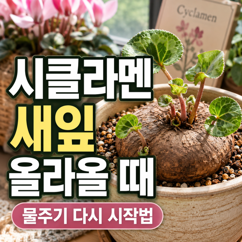 시클라멘 여름잠 끝나고 새잎이 올라올 때 초가을 물 주기 다시 시작하는 법과 분갈이 시기