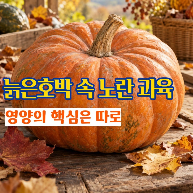 늙은호박효능 가을 제철 늙은호박 영양성분 늙은호박즙효능과 손질법