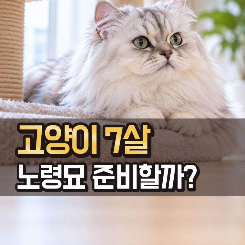 고양이 7살 사람 나이로 44살, 이제 노령묘 준비해야 할까?
