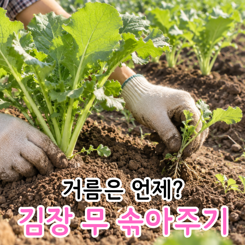 김장무 솎아주기 방법, 무 간격과 북주기 웃거름 주는 시기는 언제?
