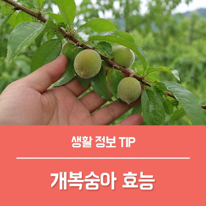 개복숭아 효능 TOP4, 그냥 지나치기엔 아까운 열매였네요