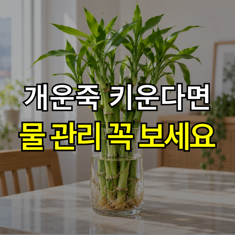 “물에만 꽂아두면 될까?”개운죽 키우기, 수경재배와 화분 관리