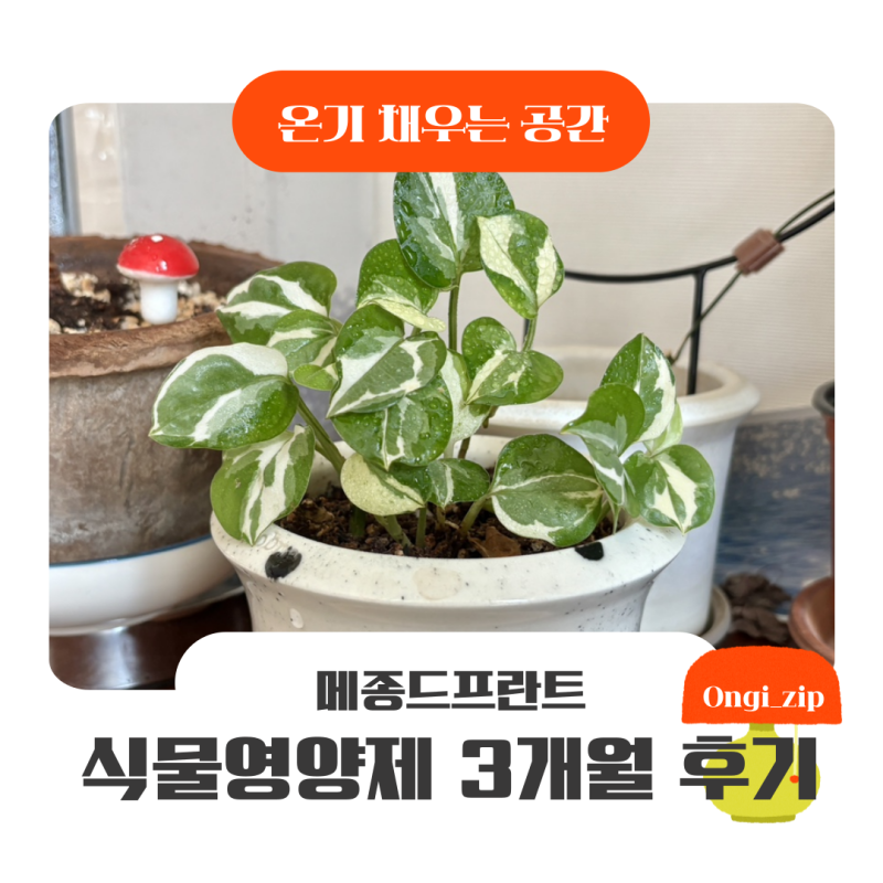 다이소 식물영양제 대신 메종드플란트 3개월 써본 후기