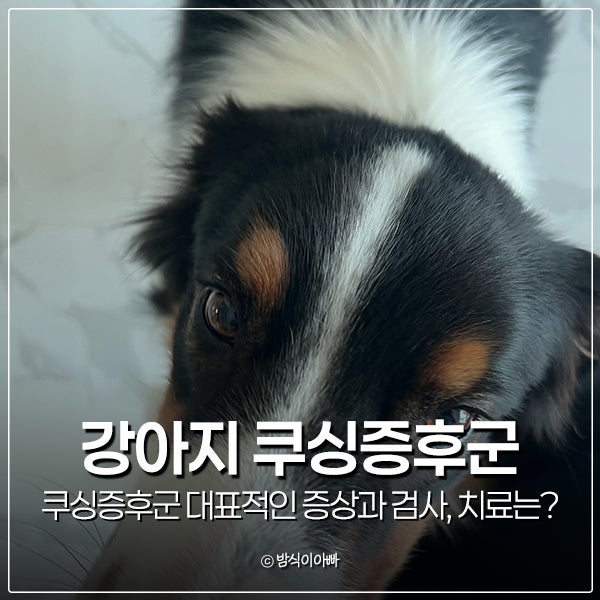 강아지 쿠싱증후군 대표적인 증상과 검사, 치료는?