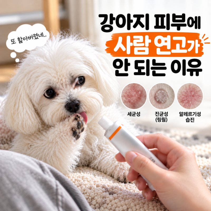 강아지링웜·습진에 사람 연고? 위험한 오해 바로잡기